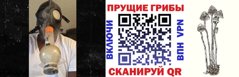 Псилоцибиновые грибы Psilocybine cubensis  OMG как войти  Зеленодольск  купить наркоту 